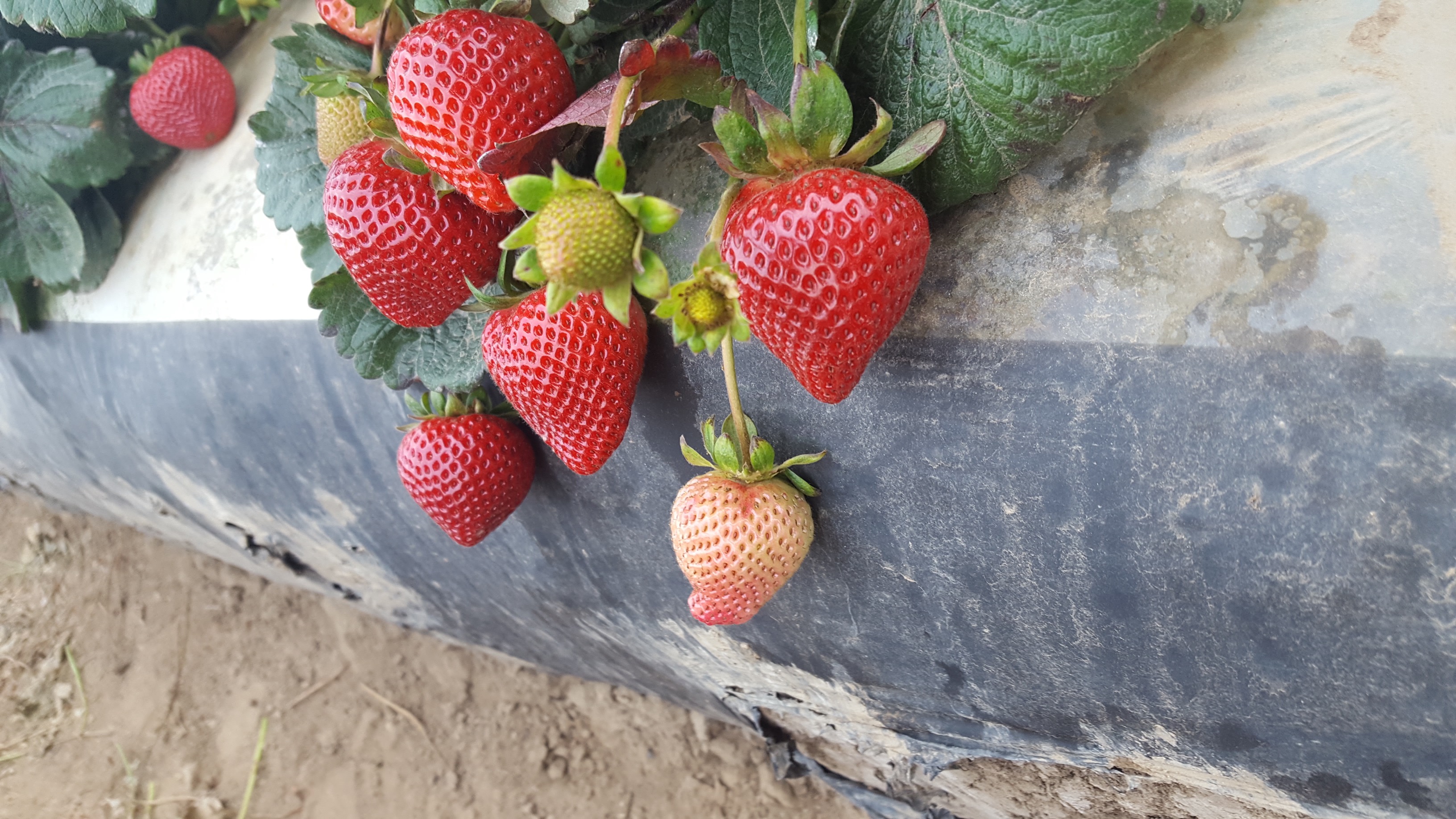 Monterey strawberry