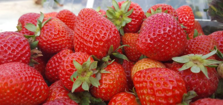 Palomar strawberry