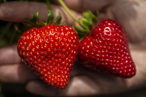 victor strawberry