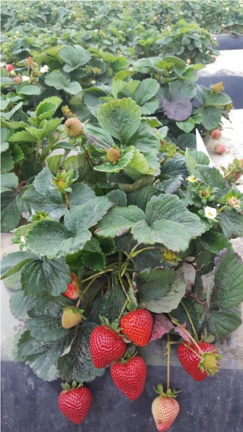 strawberry transition cultivars