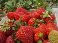 strawberries