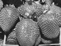 strawberry